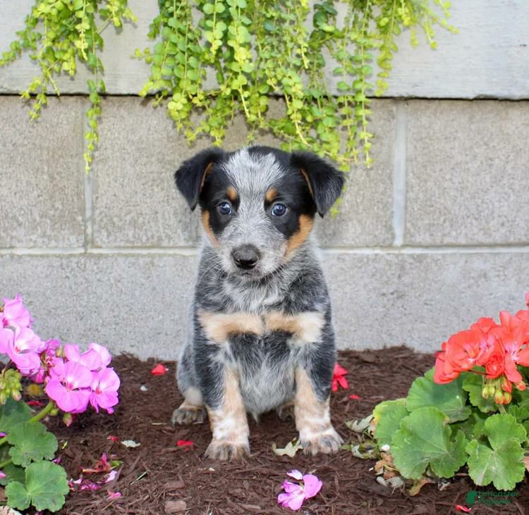 Channel, a female blue heeler puppy