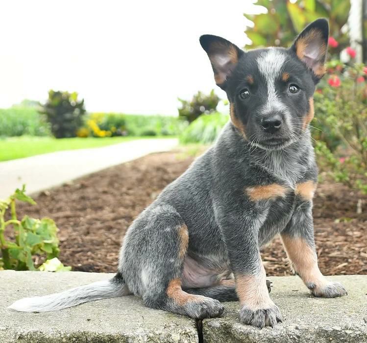 Faith, a female blue heeler puppy