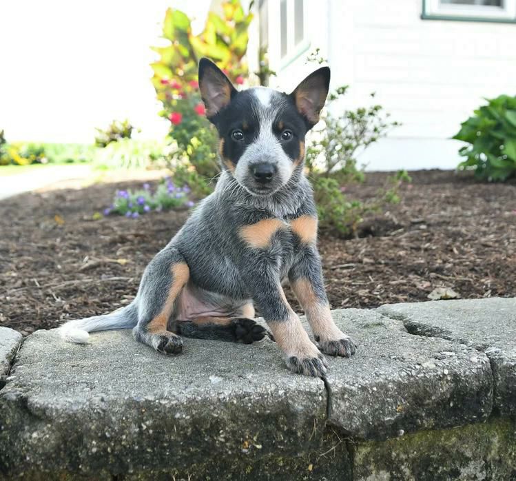 Fin, a male blue heeler puppy