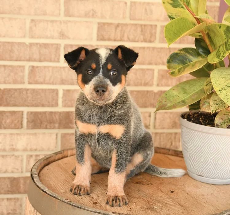 Lucy, a female blue heeler puppy