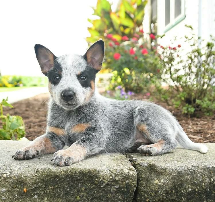 Luna, a female blue heeler puppy