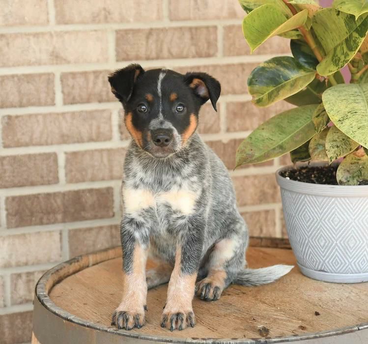 Max, a male blue heeler puppy