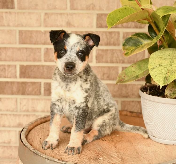 Mickey, a male blue heeler puppy