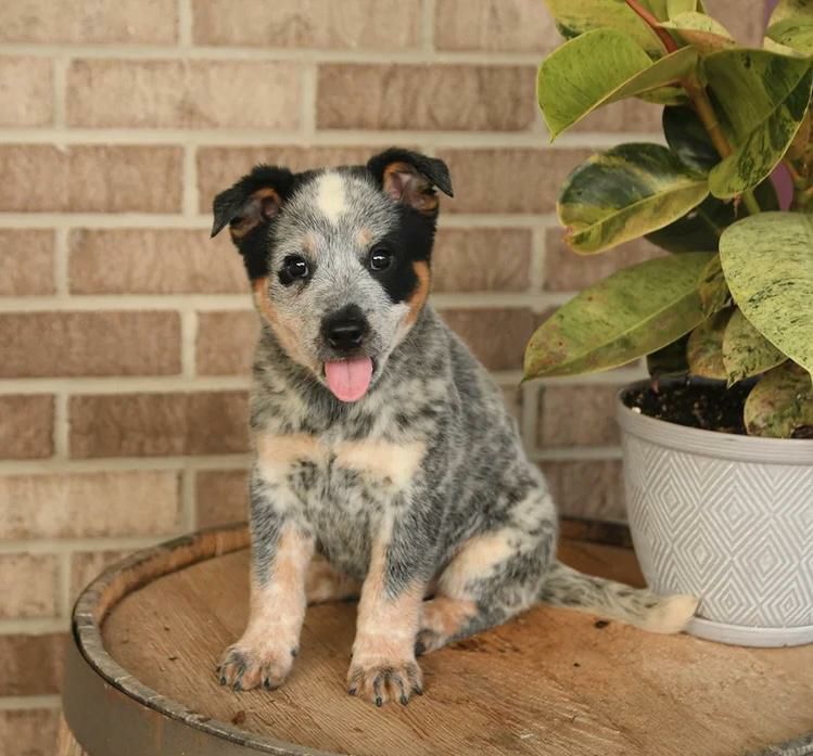 Missy, a female blue heeler puppy