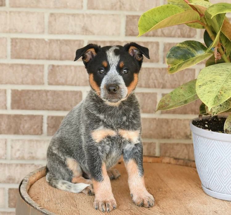 Molly, a female blue heeler puppy
