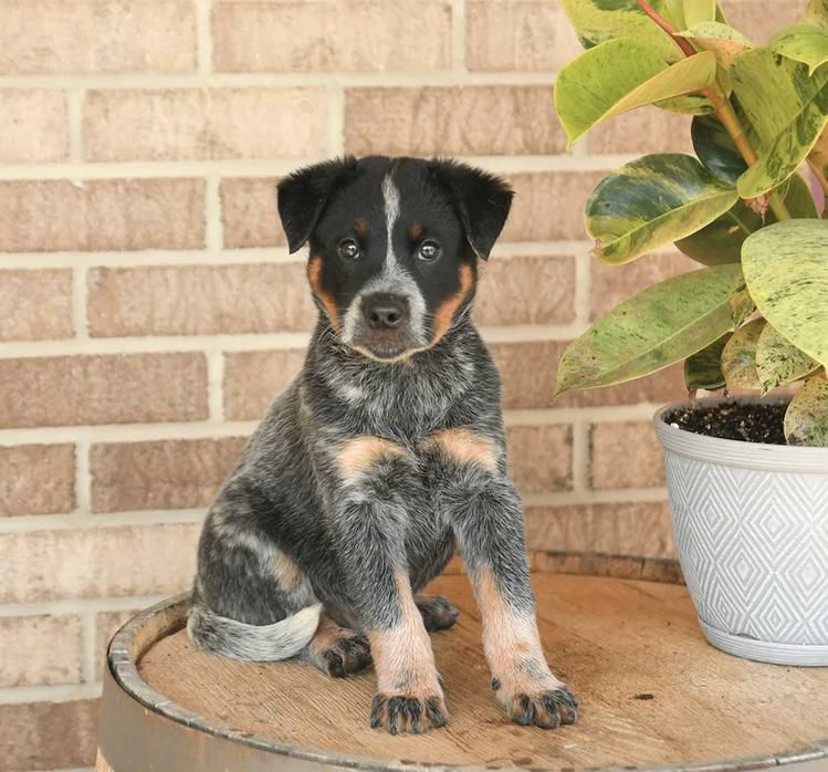 Murphy, a male blue heeler puppy