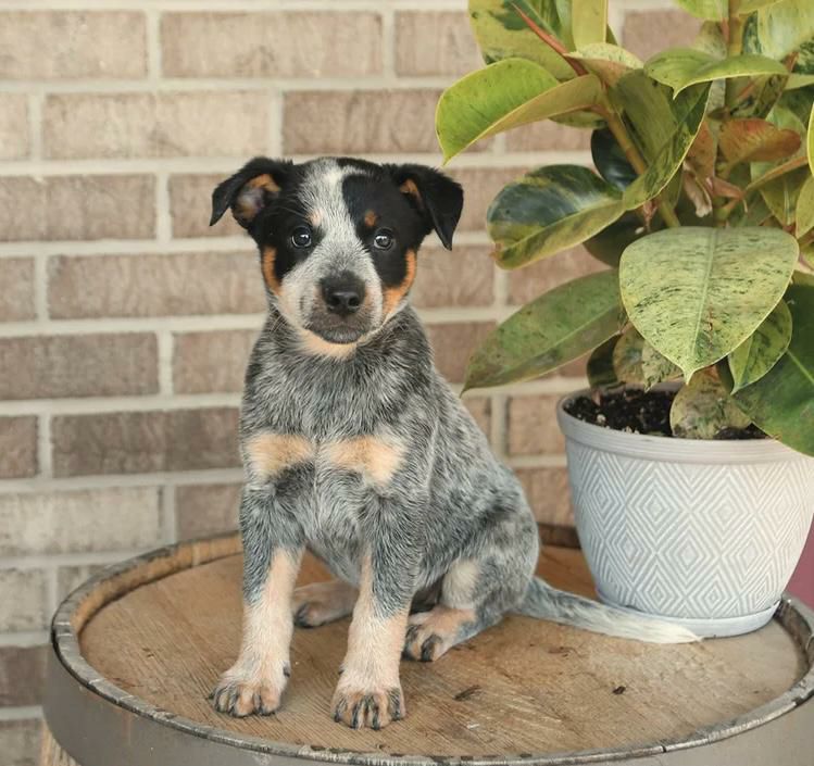 Rex, a male blue heeler puppy