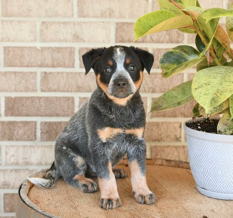 Zeus, a male blue heeler puppy